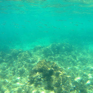 gcampagnaro