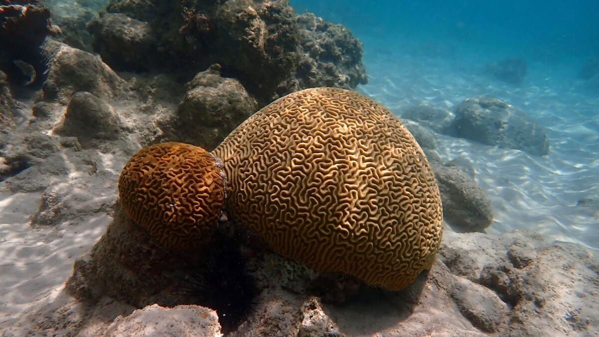 Snorkeling at Pointe Borgnèse, Le Marin | Snorkeling in Martinique