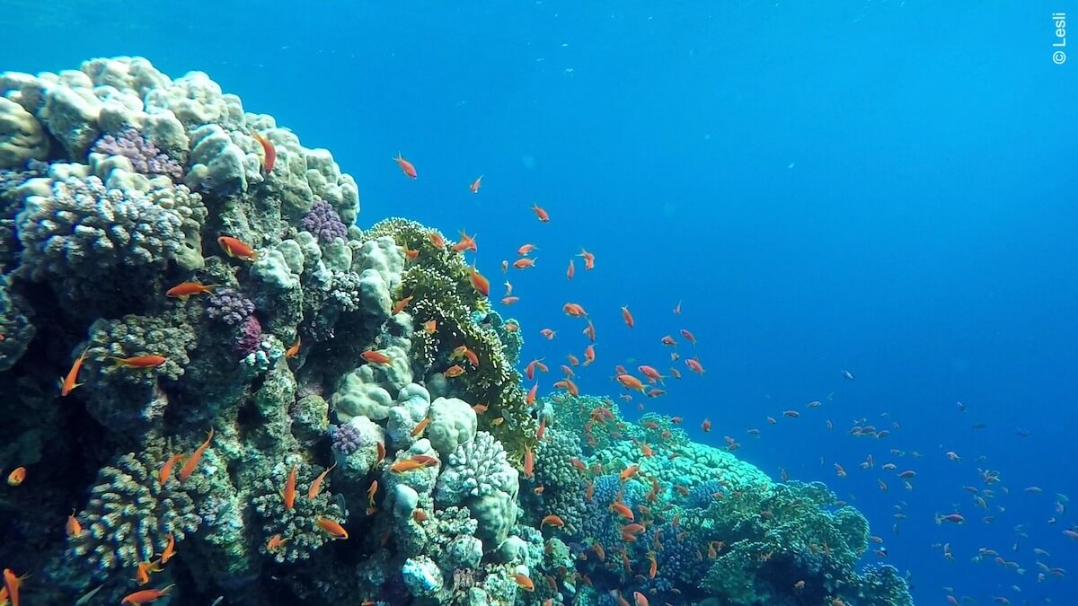 Snorkeling in Coraya Bay, Marsa Alam | Snorkeling in Egypt