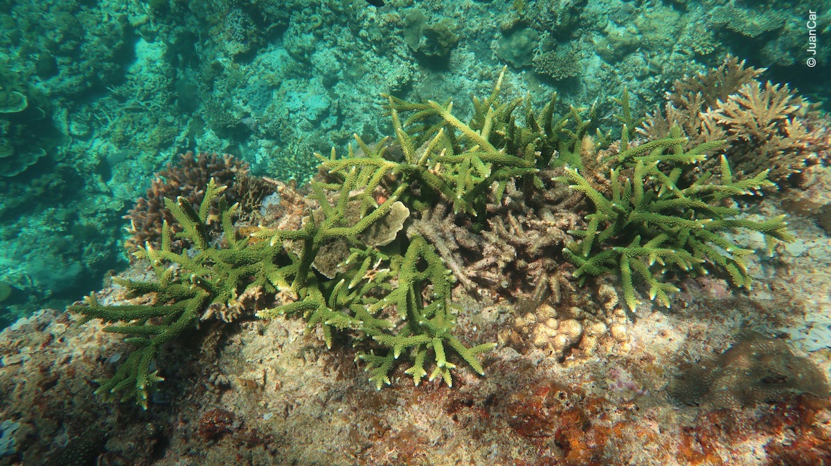 Snorkeling El Nido, Palawan - Tour A | Snorkeling in Philippines