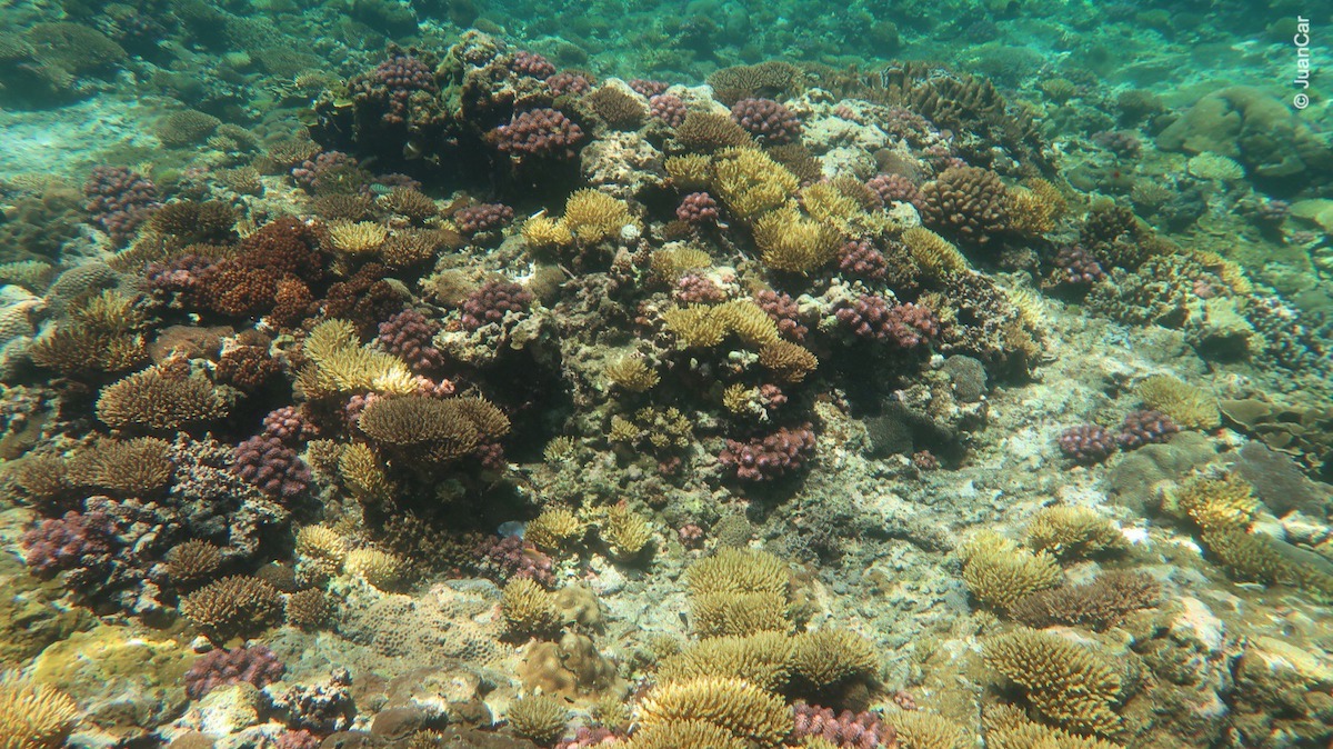 Snorkeling El Nido, Palawan - Tour C | Snorkeling in Philippines