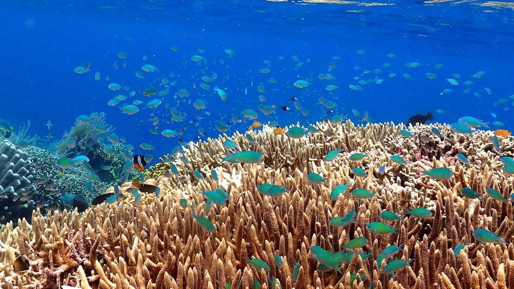 Snorkeling Siladen Island, Bunaken National Marine Park | Snorkeling in ...