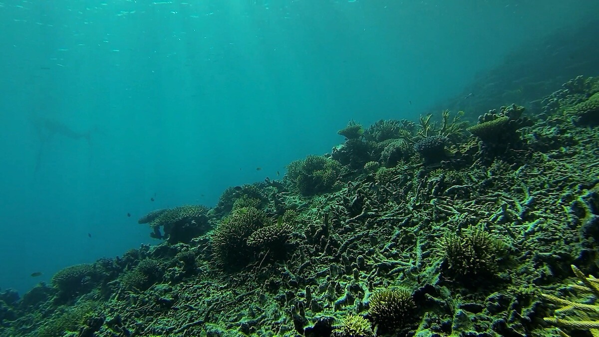 Snorkeling at Île Leroue (Leroue Island) | Snorkeling in New Caledonia