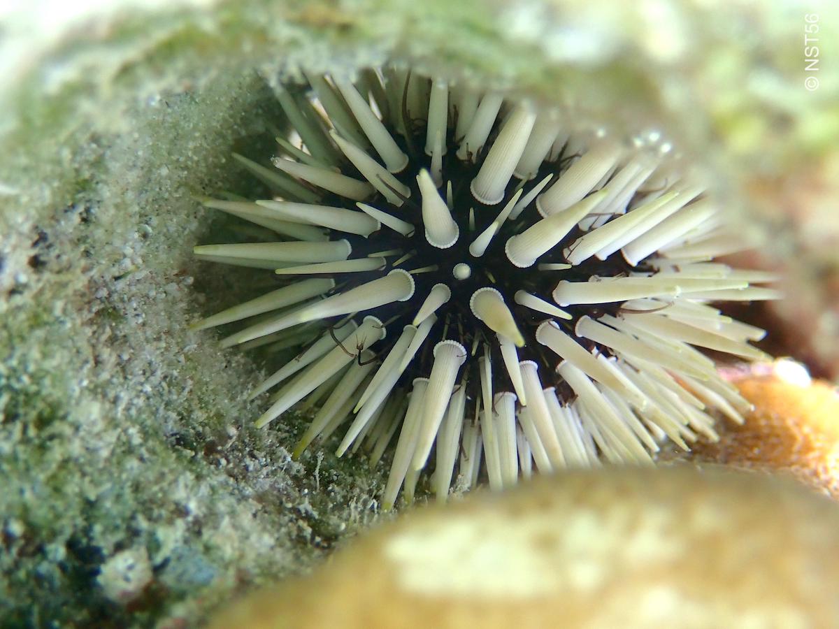 Echin Latifolius – Aura Aquarium