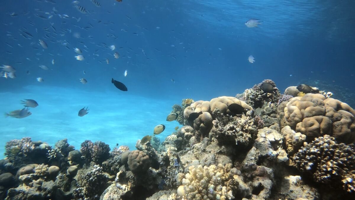 Snorkeling at Ras Um Sid (El Fanar Beach), Sharm el-Sheikh | Snorkeling ...