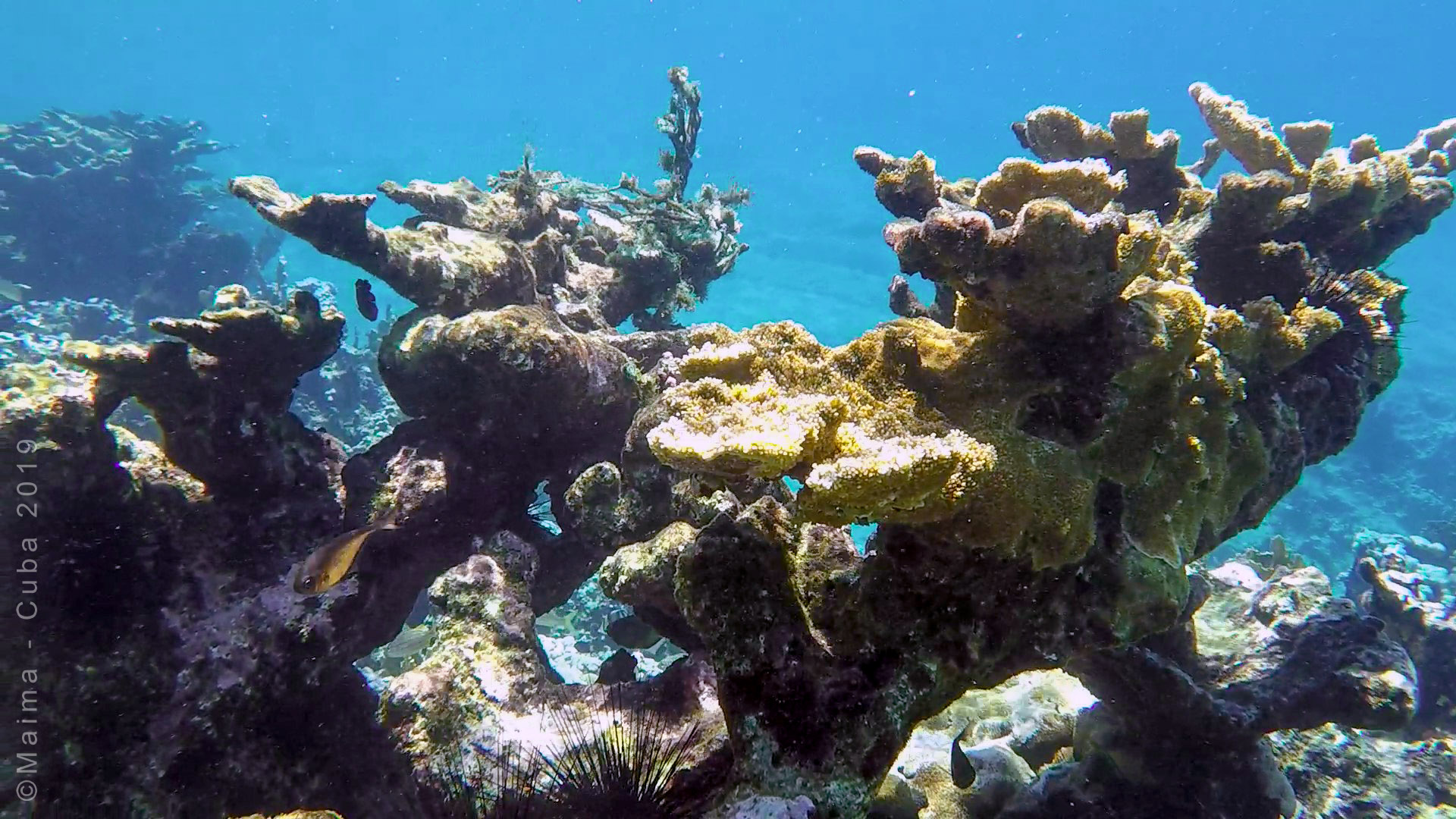 Snorkeling in Guasasa Cove, Playa Girón | Snorkeling in Cuba