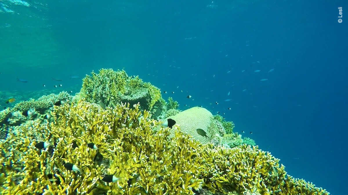 Snorkeling at Masdoda (El Masduda), Marsa Alam | Snorkeling in Egypt