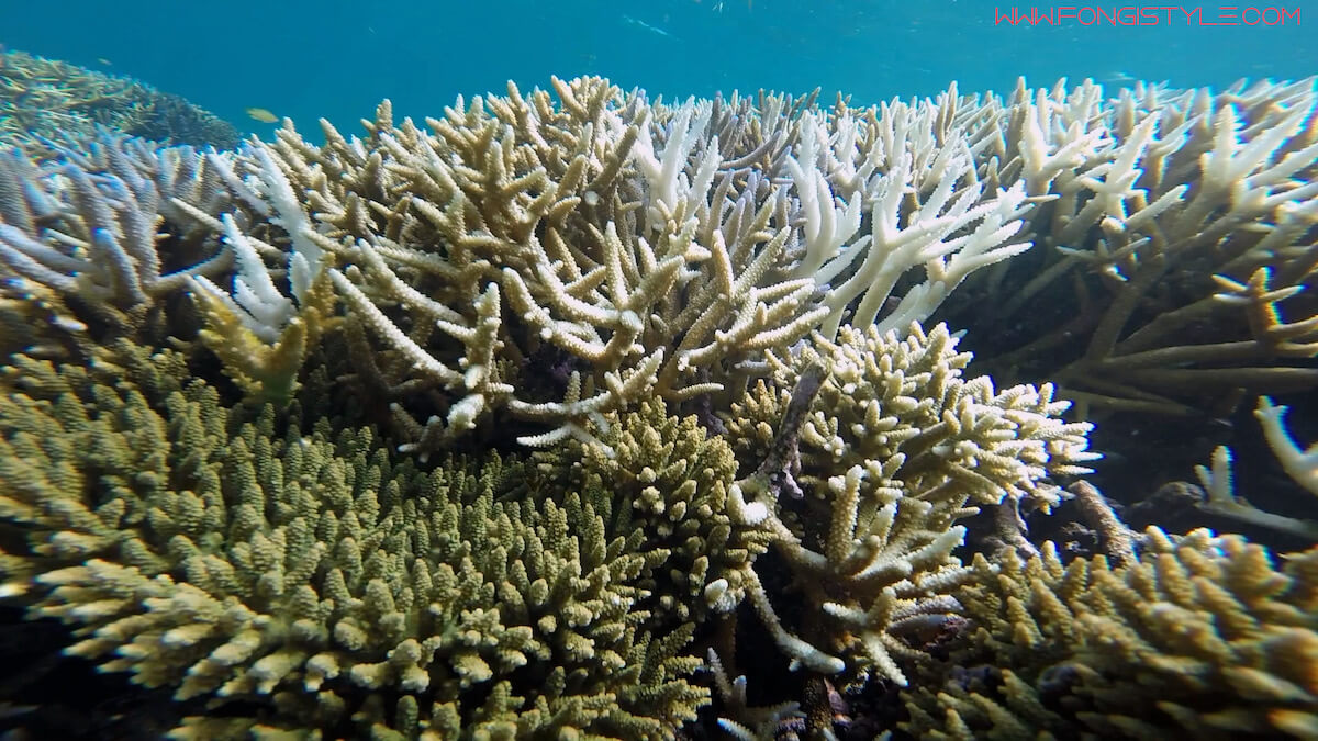 Snorkeling at Ilot M'Bo, Paita | Snorkeling in New Caledonia