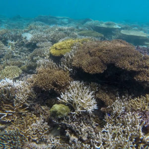 Snorkeling at Ilot M'Bo, Paita | Snorkeling in New Caledonia